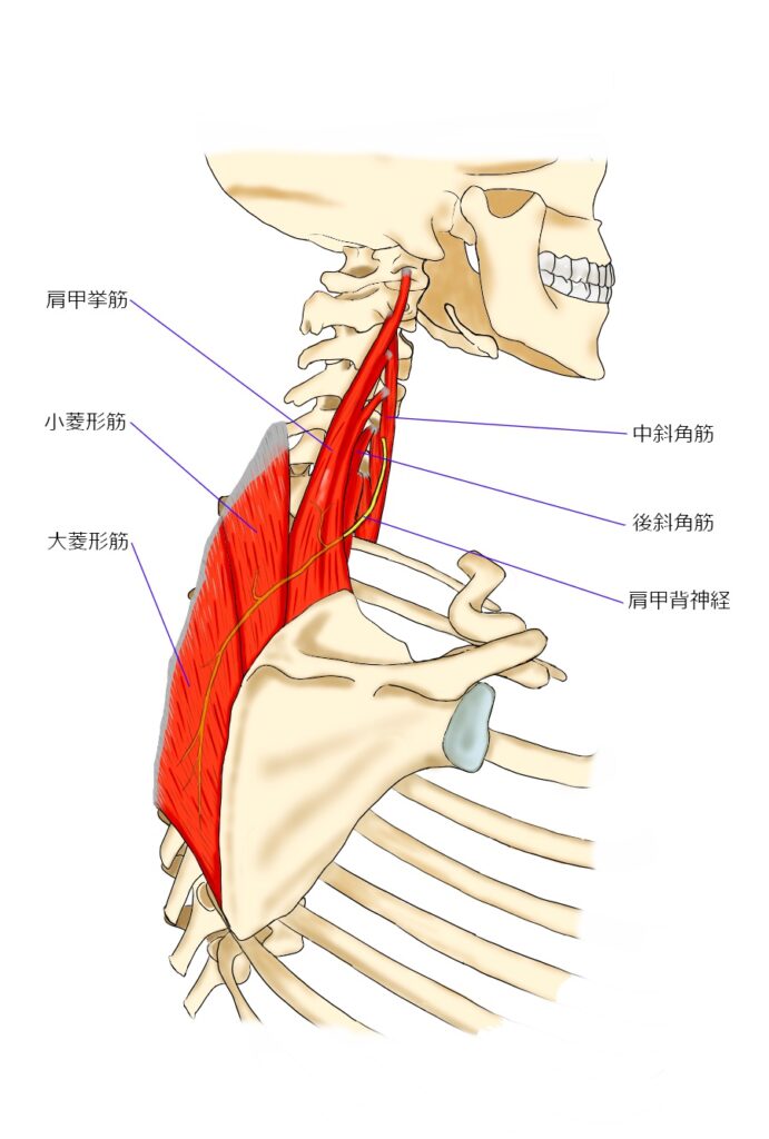 大阪市三津屋の女性専用鍼灸院での肩甲骨まわりの鍼灸治療